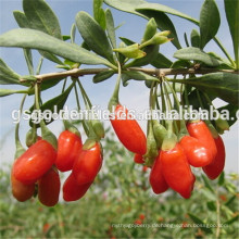 Ningxia-wilde Goji-Beere, Bestseller China getrockneter Kräuterfrucht-Goji-Beeren-Tee in der Masse